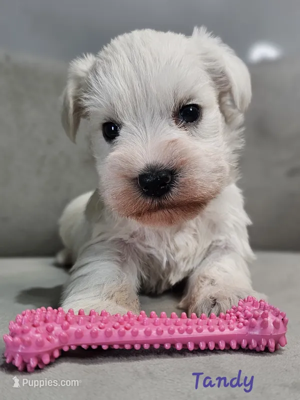Tandy – Miniature Schnauzer puppy for sale in Goshen, IN