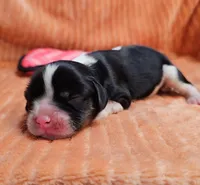 Hazel, a female Cavalier King Charles Spaniel for sale in Goshen, IN – 1 of 5