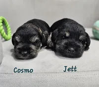 Cosmo, a male Miniature Schnauzer for sale in Goshen, IN – 3 of 8