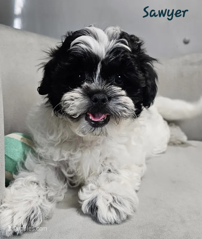 Sawyer – Shihpoo puppy for sale in Goshen, IN
