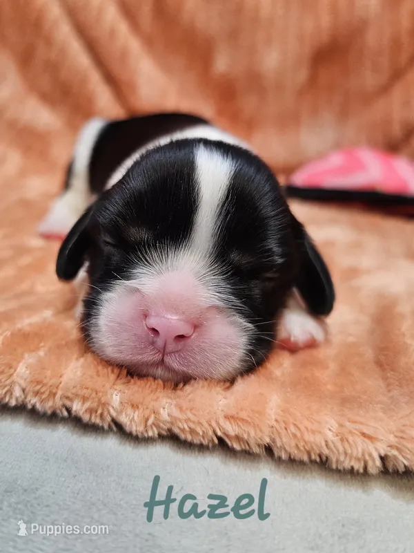 Hazel – Cavalier King Charles Spaniel puppy for sale in Goshen, IN