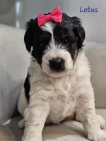 Lotus, a female Schnoodle for sale in Goshen, IN – 4 of 10