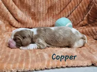 Copper, a male Cavalier King Charles Spaniel for sale in Goshen, IN – 2 of 8