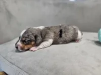 AKC Boy 2, a male Miniature Dachshund for sale in Goshen, IN – 5 of 8