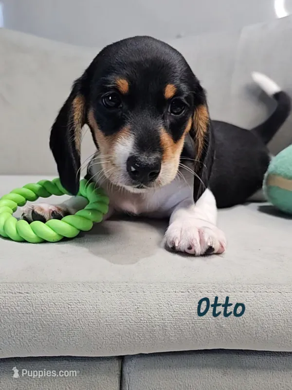 AKC Otto – Miniature Dachshund puppy for sale in Goshen, IN