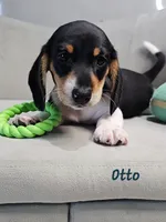 AKC Otto, a male Miniature Dachshund for sale in Goshen, IN – 1 of 10