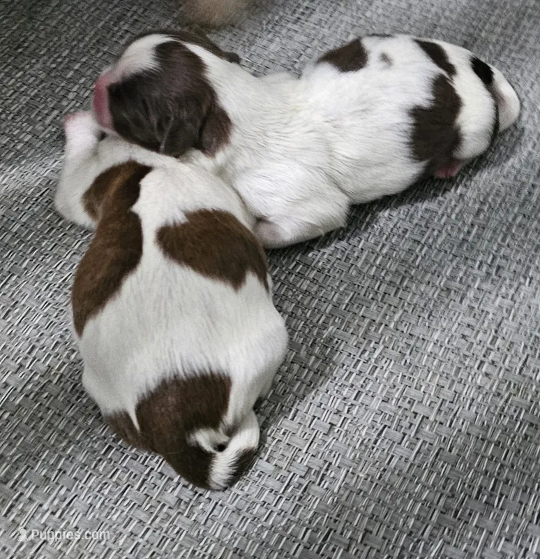 Harlow – Shih Tzu puppy for sale in Goshen, IN