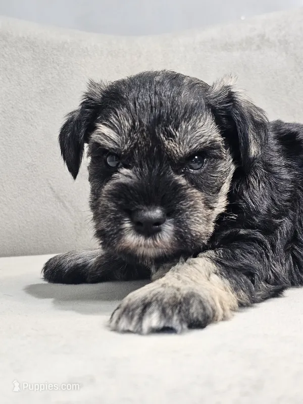 Cosmo – Miniature Schnauzer puppy on hold in Goshen, IN