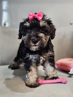 Onyx, a female Miniature Schnauzer for sale in Goshen, IN – 2 of 10