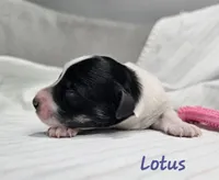 Lotus, a female Schnoodle for sale in Goshen, IN – 3 of 5