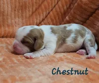 Chestnut, a male Cavalier King Charles Spaniel for sale in Goshen, IN – 3 of 8