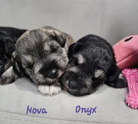 Nova, a female Miniature Schnauzer for sale in Goshen, IN – 5 of 7