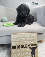Zen, a male Schnoodle for sale in Goshen, IN – 2 of 10