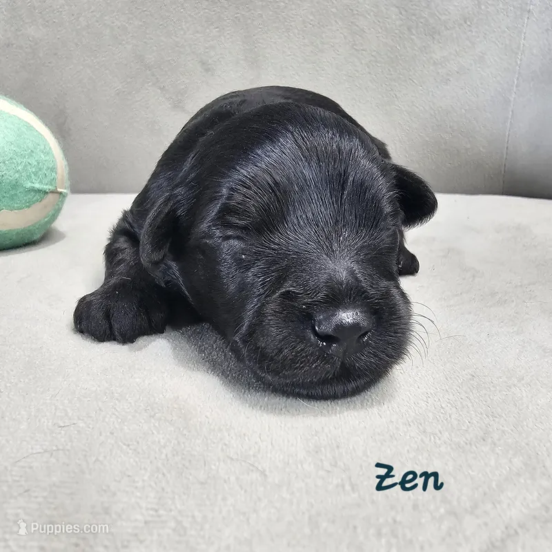 Zen – Schnoodle puppy for sale in Goshen, IN