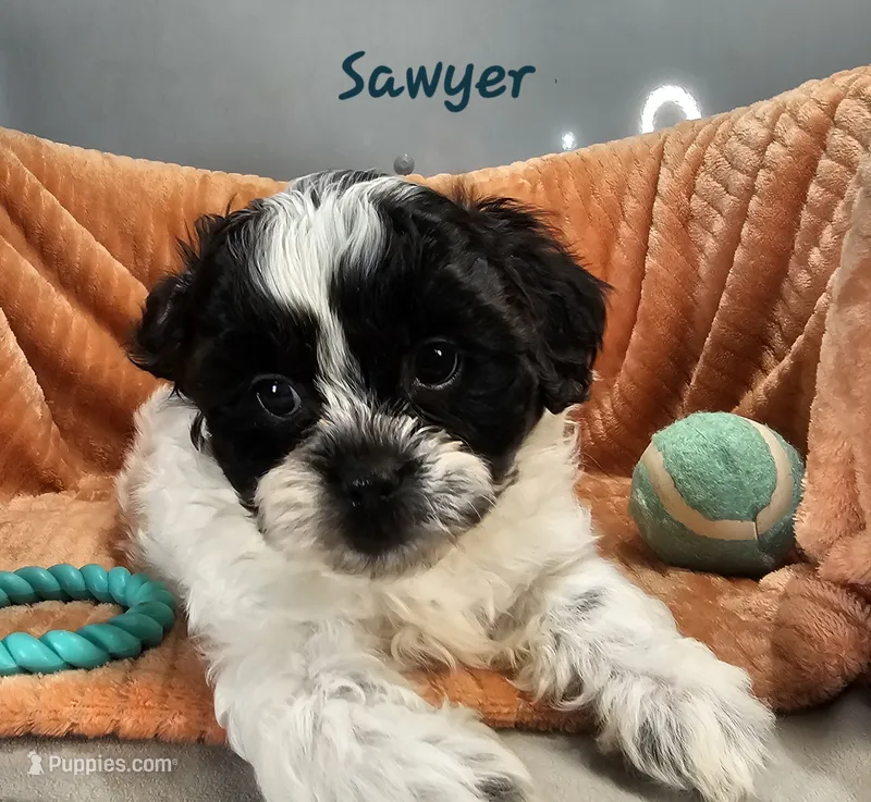 Sawyer – Shihpoo puppy for sale in Goshen, IN