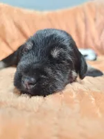 Cosmo, a male Miniature Schnauzer for sale in Goshen, IN – 5 of 8