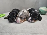 AKC Otto, a male Miniature Dachshund for sale in Goshen, IN – 5 of 8