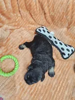 Cosmo, a male Miniature Schnauzer for sale in Goshen, IN – 7 of 8