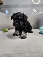 Jett, a male Miniature Schnauzer for sale in Goshen, IN – 4 of 8