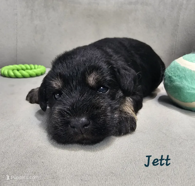 Jett – Miniature Schnauzer puppy for sale in Goshen, IN
