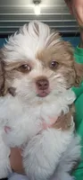 Jack, a male Shihpoo for sale in Goshen, IN – 3 of 10