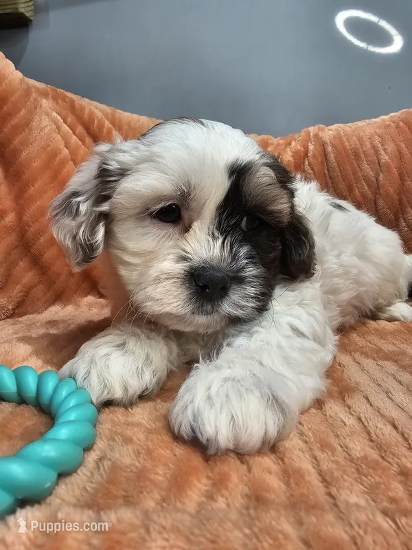 Boone – Shihpoo puppy for sale in Goshen, IN