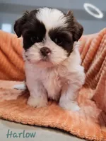 Harlow, a female Shih Tzu for sale in Goshen, IN – 7 of 10