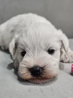 Tandy, a female Miniature Schnauzer for sale in Goshen, IN – 2 of 10