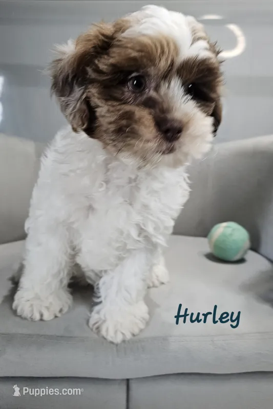 Hurley – Shihpoo puppy for sale in Goshen, IN