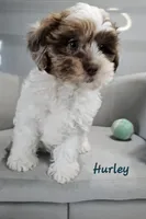 Hurley, a male Shihpoo for sale in Goshen, IN – 1 of 10