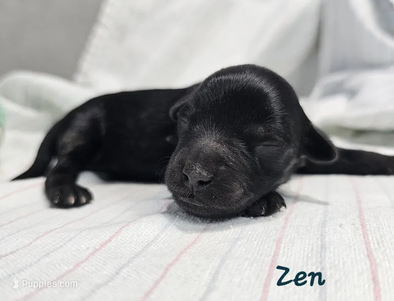 Zen – Schnoodle puppy for sale in Goshen, IN