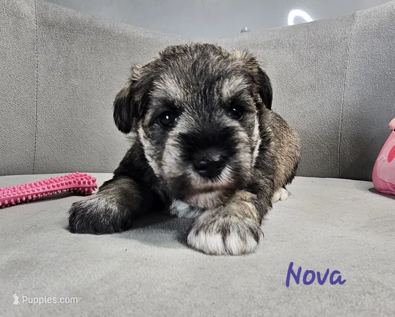 Nova – Miniature Schnauzer puppy for sale in Goshen, IN