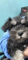 Jett *Reduced*, a male Miniature Schnauzer for sale in Goshen, IN – 3 of 10
