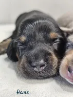 AKC Hans, a male Miniature Dachshund for sale in Goshen, IN – 2 of 8