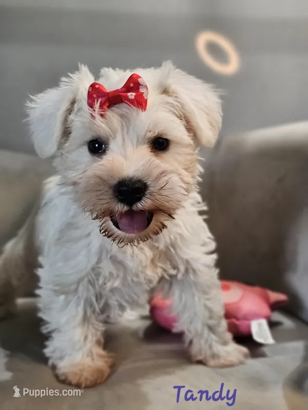 Tandy – Miniature Schnauzer puppy on hold in Goshen, IN