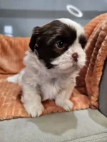 Harlow, a female Shih Tzu for sale in Goshen, IN – 5 of 10