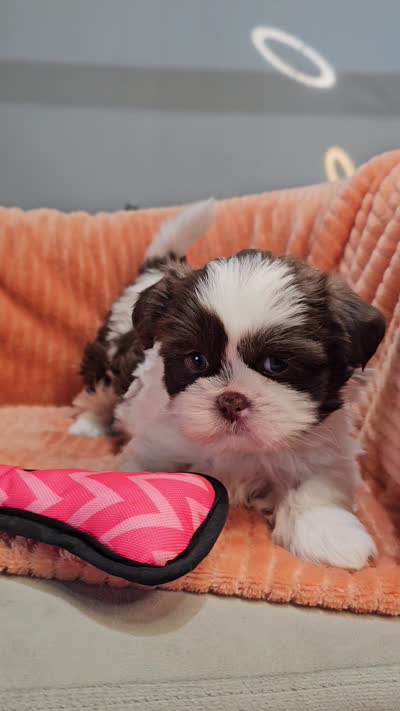 Harlow, a female Shih Tzu for sale in Goshen, IN – 10 of 10