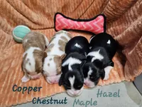 Chestnut, a male Cavalier King Charles Spaniel for sale in Goshen, IN – 6 of 8
