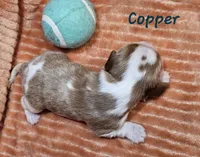 Copper, a male Cavalier King Charles Spaniel for sale in Goshen, IN – 4 of 8