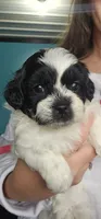 Sawyer, a male Shihpoo for sale in Goshen, IN – 5 of 10