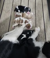 Chestnut, a male Cavalier King Charles Spaniel for sale in Goshen, IN – 8 of 8