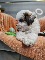 Jack, a male Shihpoo for sale in Goshen, IN – 7 of 10