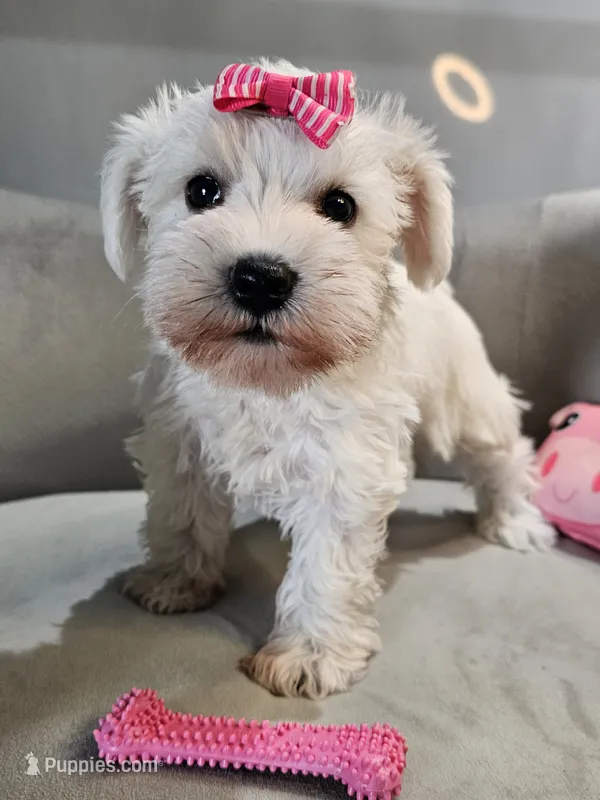 Tandy – Miniature Schnauzer puppy for sale in Goshen, IN