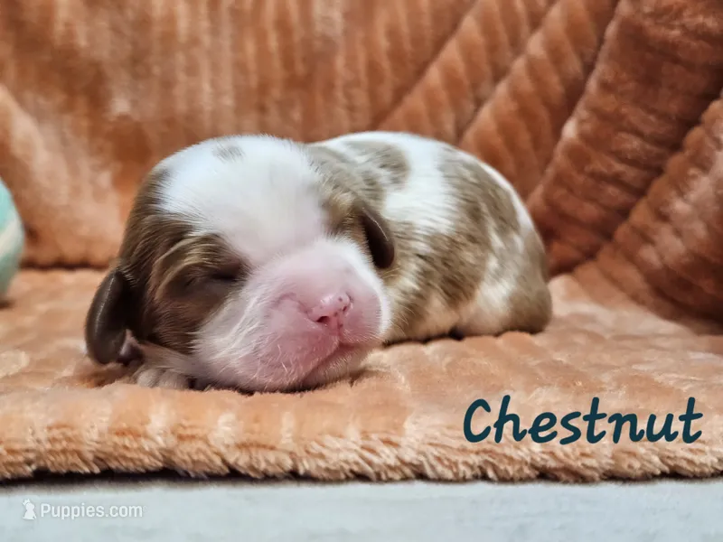 Chestnut – Cavalier King Charles Spaniel puppy for sale in Goshen, IN