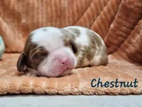 Chestnut, a male Cavalier King Charles Spaniel for sale in Goshen, IN – 1 of 8
