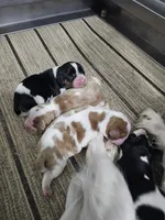 Maple, a female Cavalier King Charles Spaniel for sale in Goshen, IN – 4 of 6