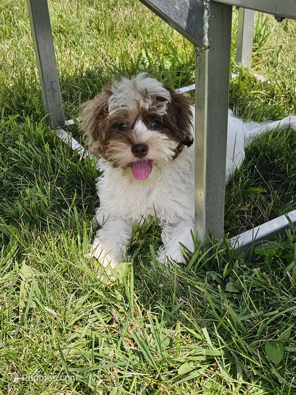 Hurley – Shihpoo puppy for sale in Goshen, IN