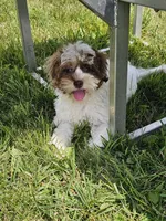 Hurley *Reduced*, a male Shihpoo for sale in Goshen, IN – 1 of 10