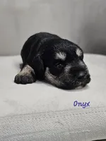 Onyx, a female Miniature Schnauzer for sale in Goshen, IN – 2 of 6
