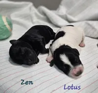Zen, a male Schnoodle for sale in Goshen, IN – 6 of 6
